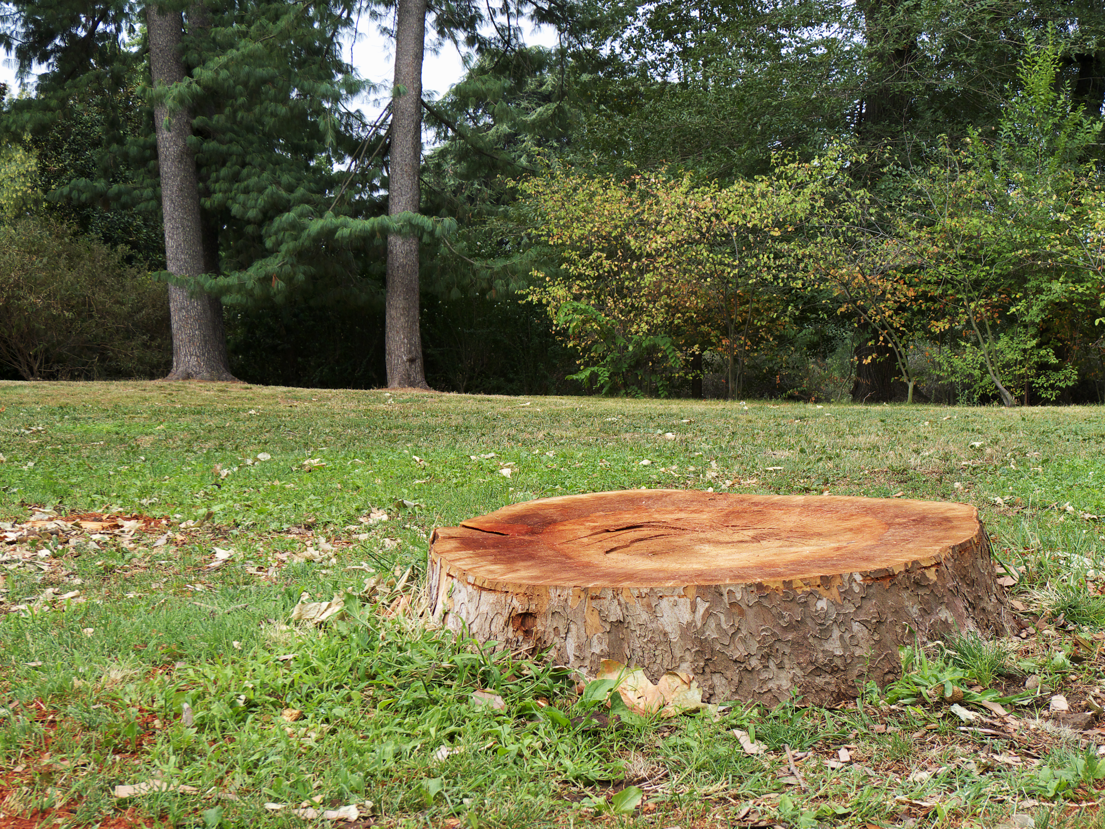 H&S stump grinding rockingham Reidsville nc trip hazard stephens H&S stump grinding rockingham Reidsville nc trip hazard stephens