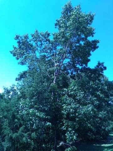 TREE CLIMBING - Wentworth