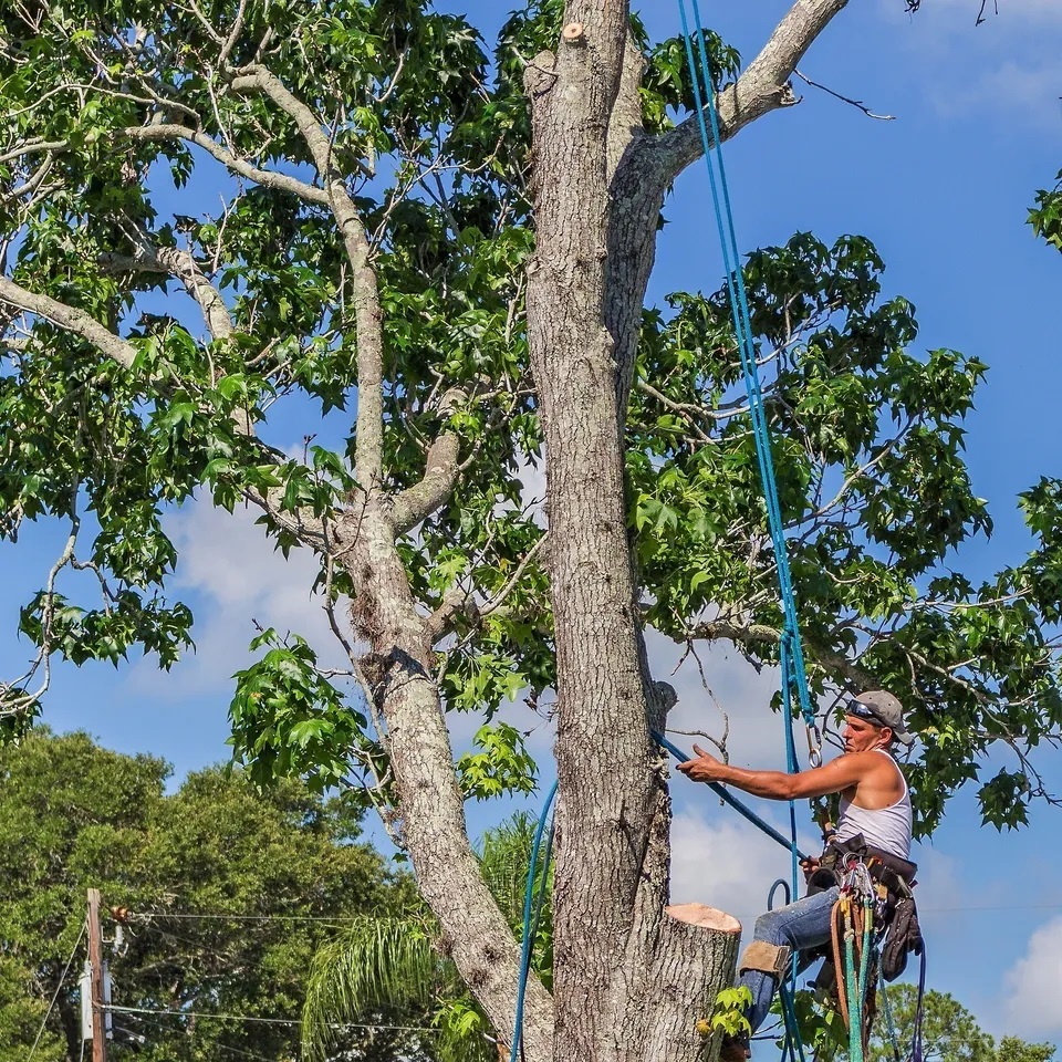 H&S Stump Grinding and Tree Service climbing in tree